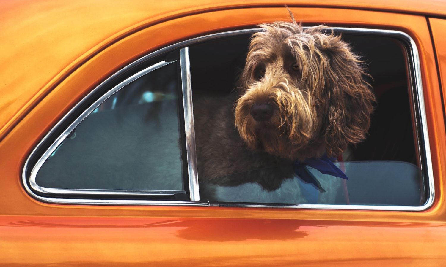 Safely Take Car Rides With Your Dog